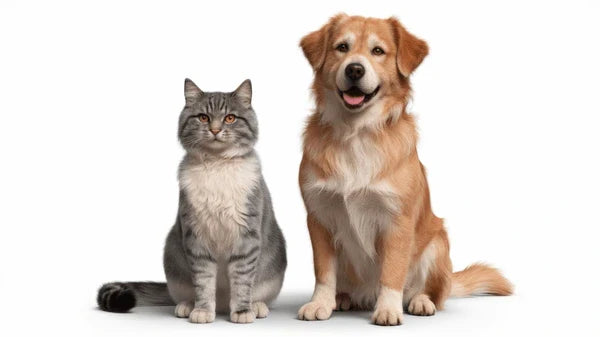 Pet Grooming